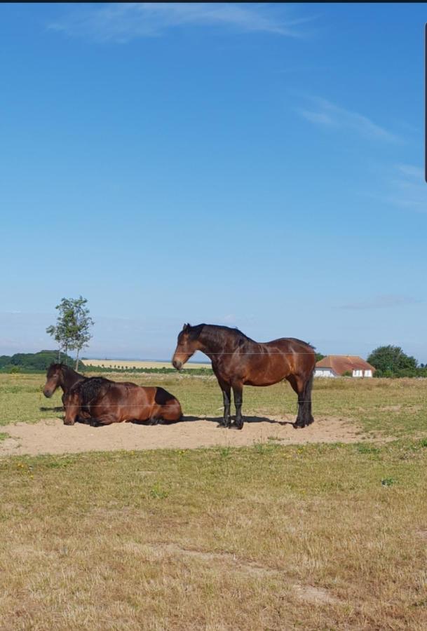 Ferienapartment Wiese & Meer Auf Ruegen 耐德西茨 外观 照片